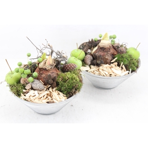 arr4 Amaryllis MB - Ribbel schaal 403/3