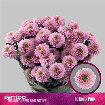 <h4>Chr T Letsgo Pink</h4>