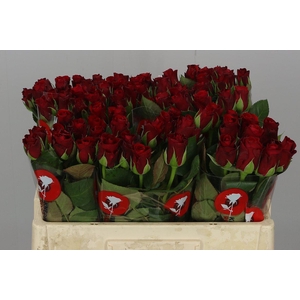 R Gr Red Ribbon