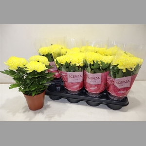 Chrys Supnova Yellow
