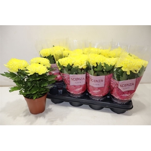 Chrys Supnova Yellow