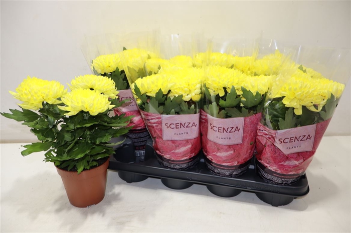 <h4>Chrys Supnova Yellow</h4>