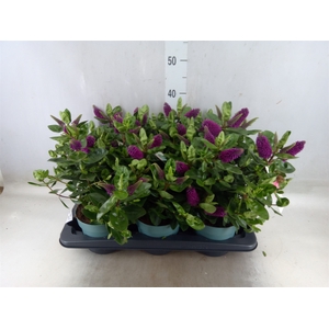 Hebe  'Hebedonna Alina'