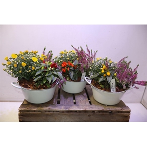 Arr Tuinplanten In Zinken Teil