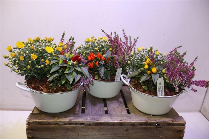 <h4>Arr Tuinplanten In Zinken Teil</h4>