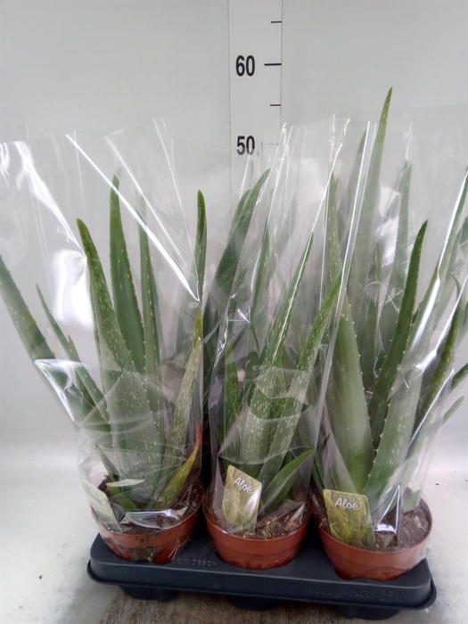 <h4>Aloe vera</h4>