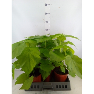 Sparrmannia africana