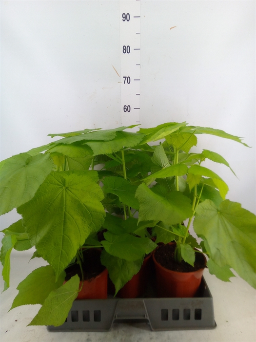 <h4>Sparrmannia africana</h4>