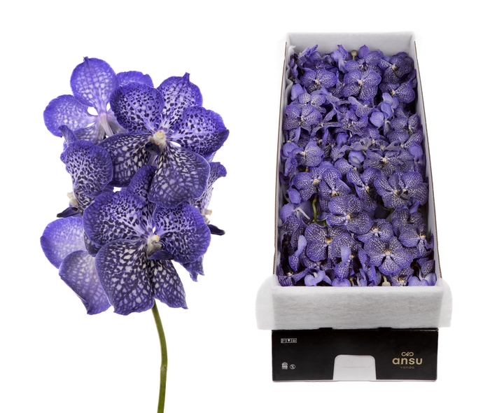 <h4>Vanda Sunanda Sapphire</h4>