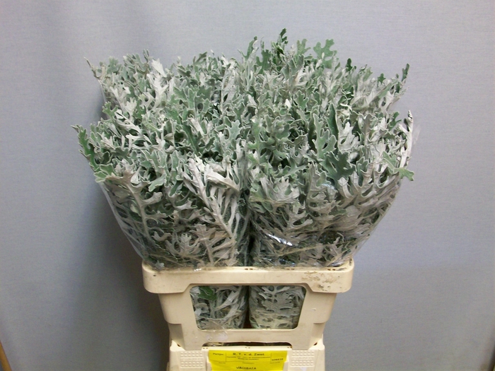 <h4>JACOBAEA MARITIMA</h4>
