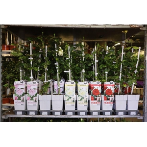 Rosa Klim Roos Mixk 3 Kleuren