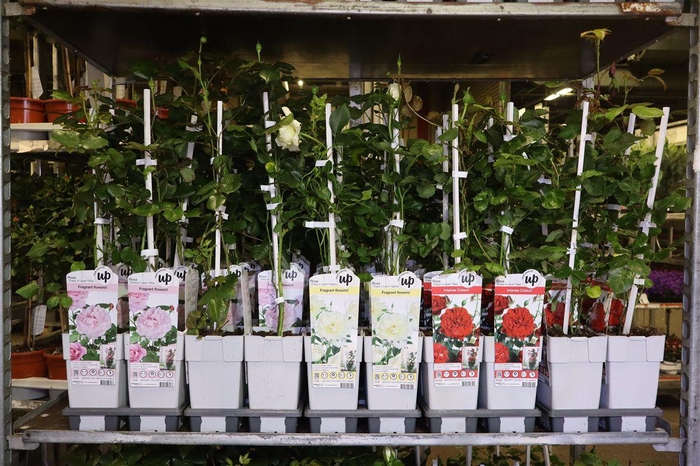 <h4>Rosa Klim Roos Mixk 3 Kleuren</h4>