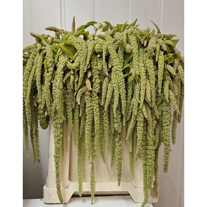 AMAR CA GREEN PEARLS