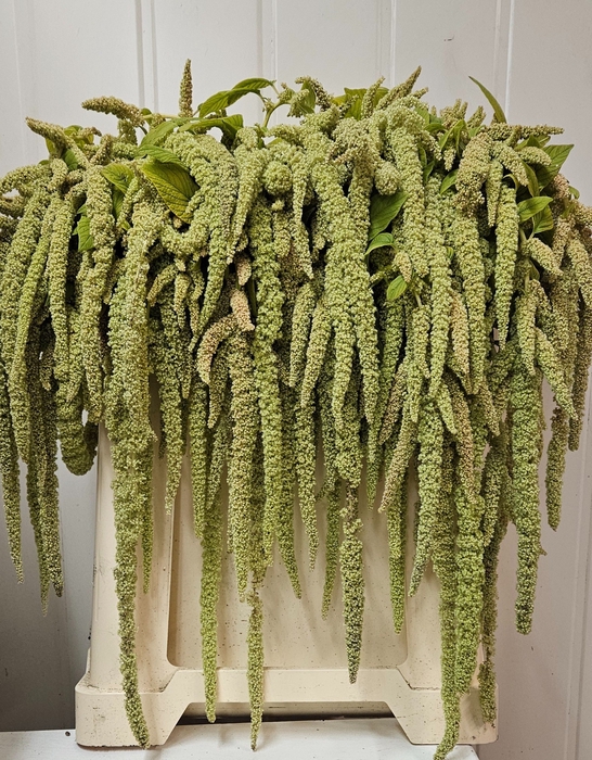 <h4>AMAR CA GREEN PEARLS</h4>