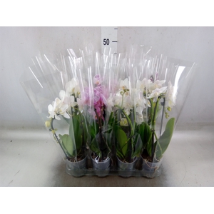 Phalaenopsis  'Elegant Cascade'