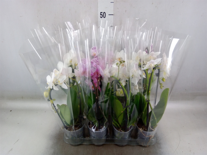 <h4>Phalaenopsis  'Elegant Cascade'</h4>