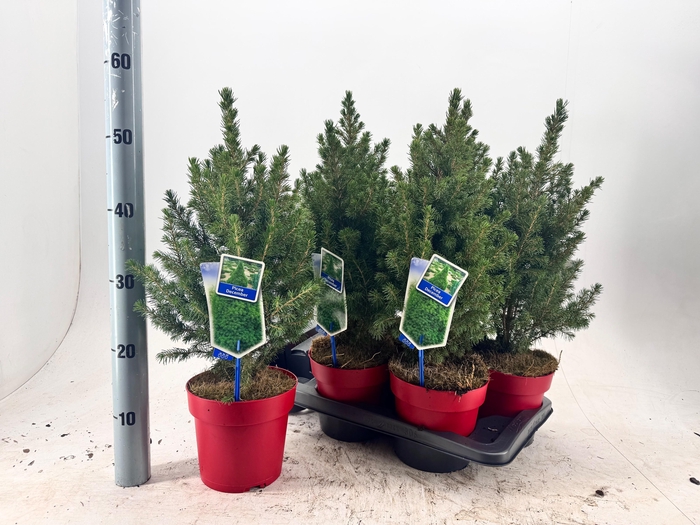 <h4>PICEA GL DECEMBER</h4>