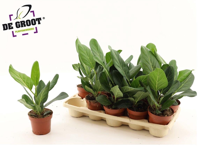 Ficus Beng Audrey