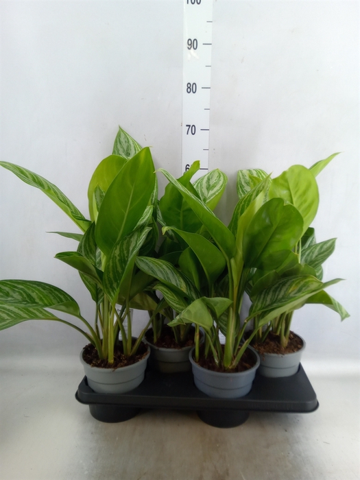 <h4>Aglaonema  'Stripes'</h4>