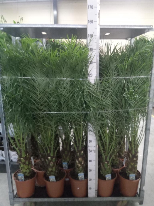 <h4>Phoenix roebelenii</h4>