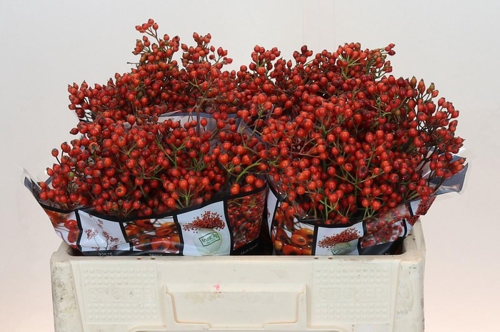 <h4>ROSA AUT ROSEFRUITS</h4>