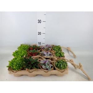 Arr.   Kamerplant Groen L%