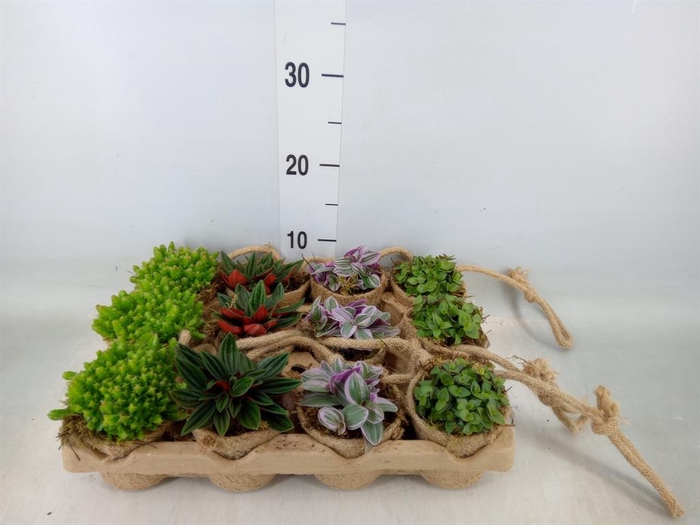 <h4>Arr. Kamerplant Groen L%</h4>