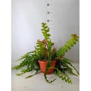 Epiphyllum anguliger