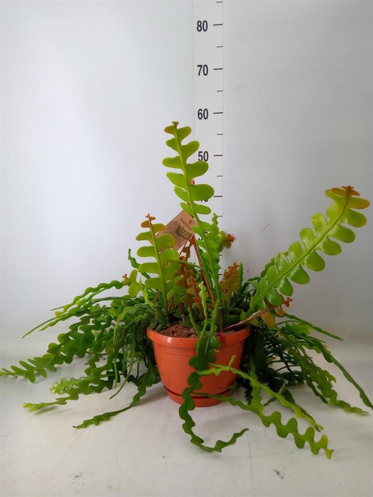 <h4>Epiphyllum anguliger</h4>