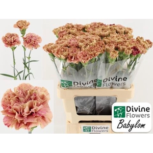 Dianthus ST 'Babylon'