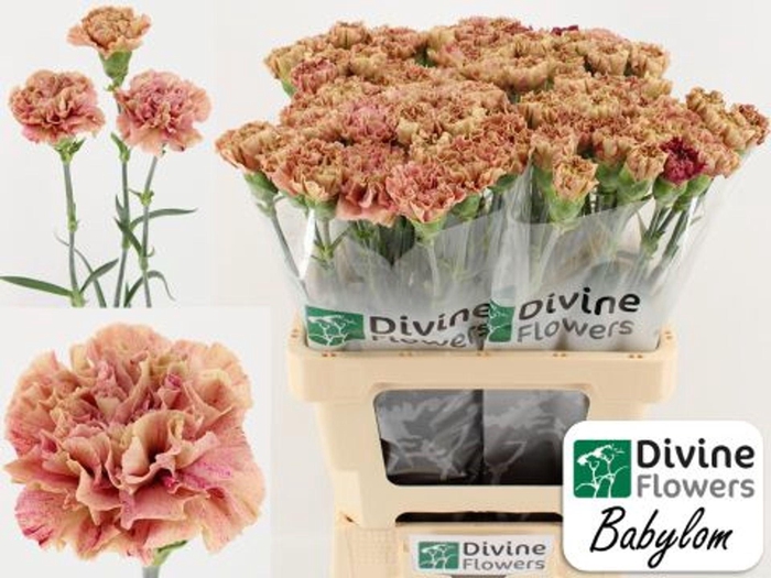 <h4>Dianthus ST 'Babylon'</h4>