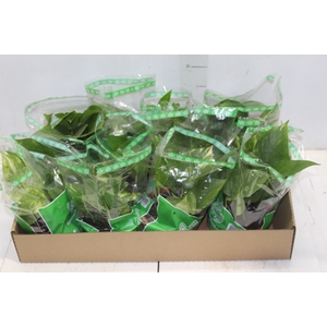 JIBOIA VERDE C13 PENDENTE