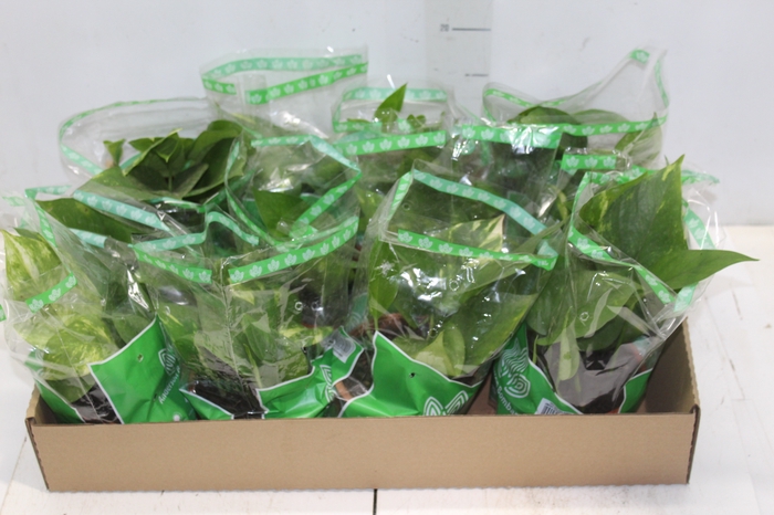 <h4>JIBOIA VERDE C13 PENDENTE</h4>