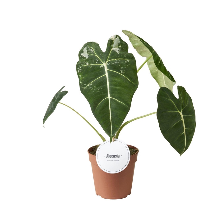 <h4>Alocasia Frydek Variegata B Grade</h4>