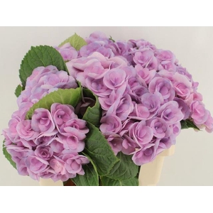 HYDR M BEAU PAPIL PA