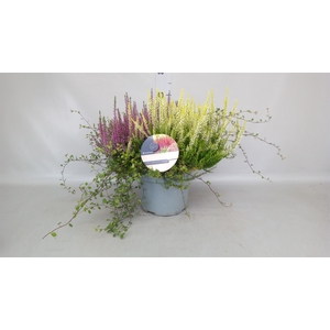 Calluna vulg. 'Beauty S Beautybell'