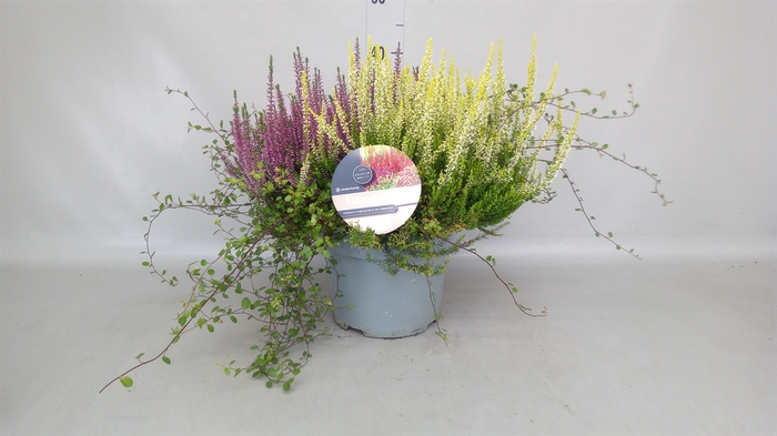 <h4>Calluna vulg. 'Beauty S Beautybell'</h4>