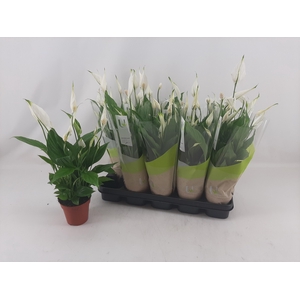 SPATH TORELLI