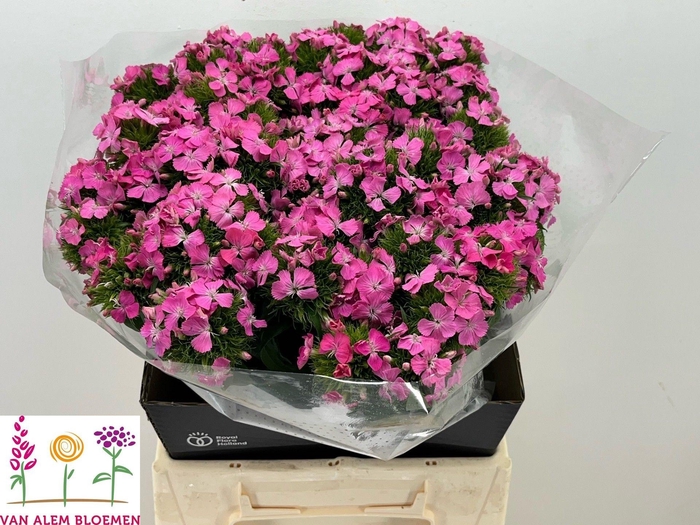 <h4>DI BARB S WILL PINK</h4>