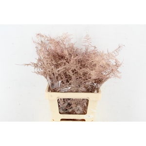 Asp IT Ex Veren Rose Goud