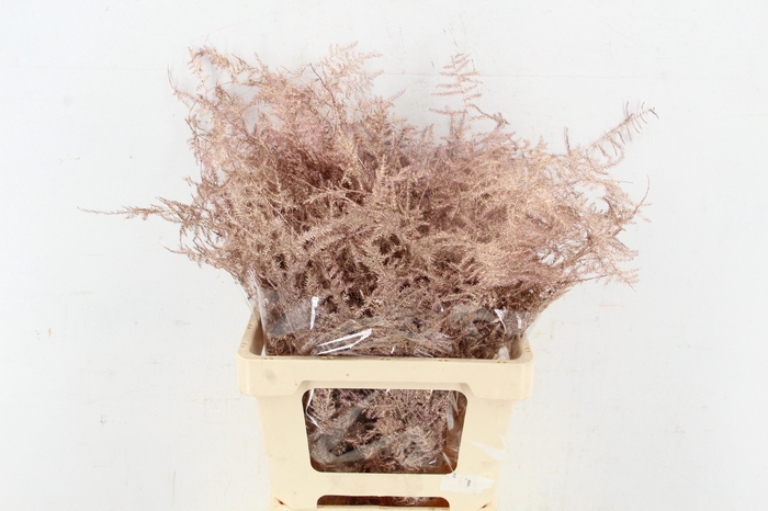 <h4>Asp IT Ex Veren Rose Goud</h4>