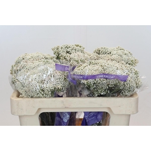 Ozothamnus Cooks Snow White