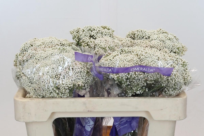 Ozothamnus Cooks Snow White