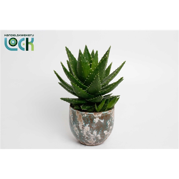 <h4>Aloë mitriformis in groene luuk pot</h4>