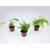AVENCA MACROPHYLLUM P15