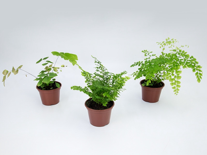 AVENCA MACROPHYLLUM P15