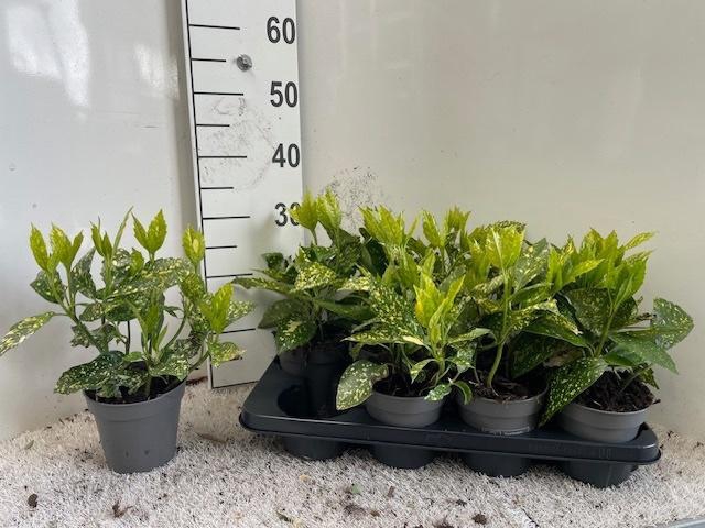 <h4>AUCUBA J VARIEGATA</h4>