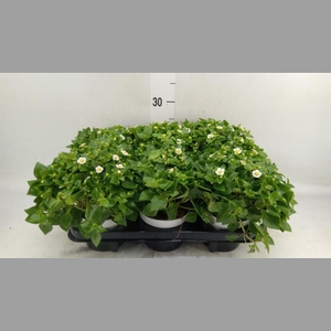 Exacum affine 'White Star'