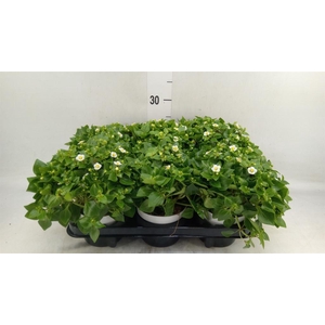 Exacum affine 'White Star'