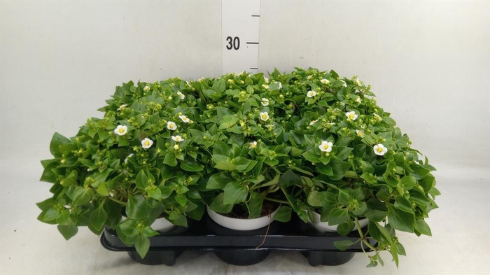 <h4>Exacum affine 'White Star'</h4>